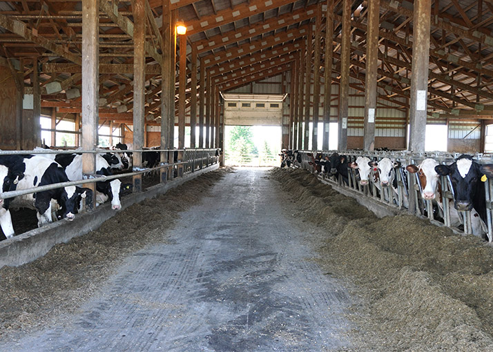 Interior of Post-Frame Cattle Barn